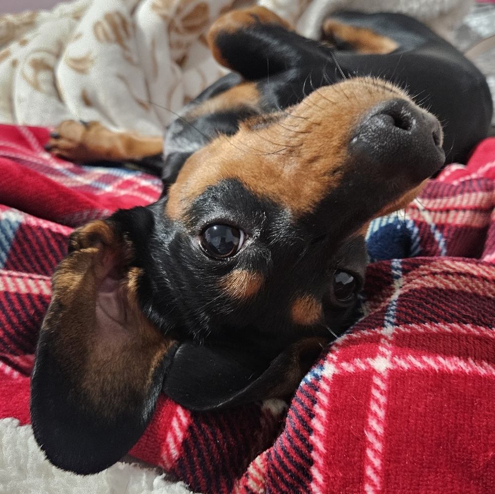 🐸🐸🐸🐸🐸BREND JASSO LIVE 🐸🐸🐸🐸🐸🐸🐸🐸🐸🐸🐸🦋🦋🦋🦋🦋🦋🦋🪼🪼🪼🦋🍬🍬🍬🍬 - Picture 5 of 17